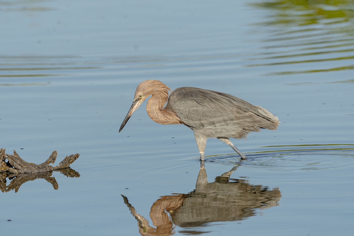 Reddish Egret - ML644600351