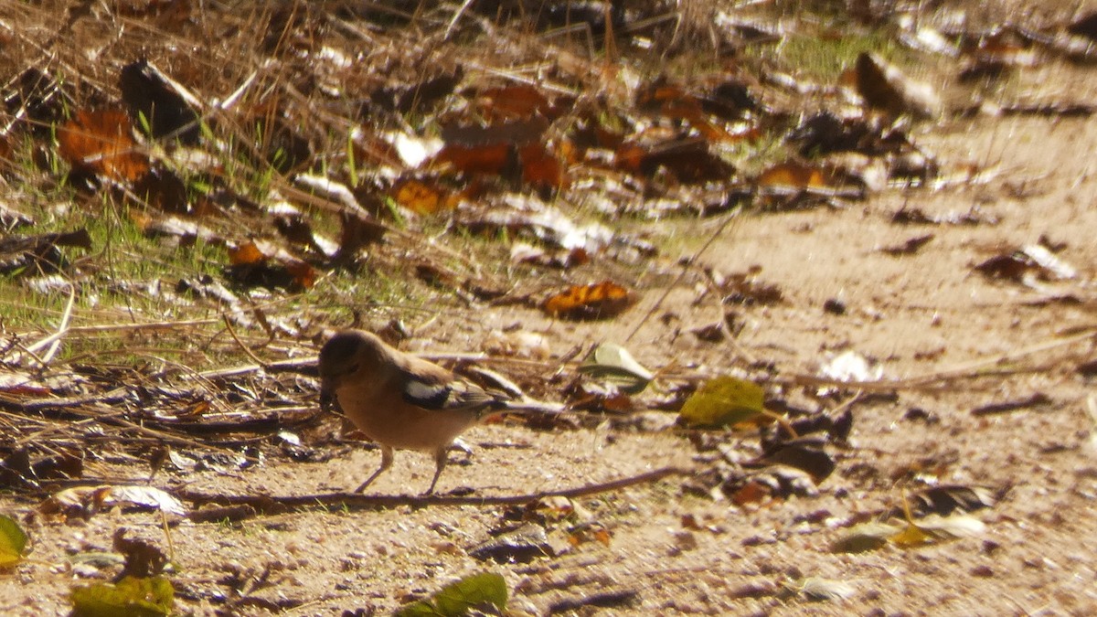 Зяблик - ML644600357