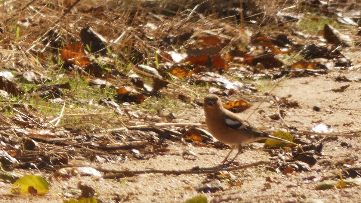 Зяблик - ML644600358