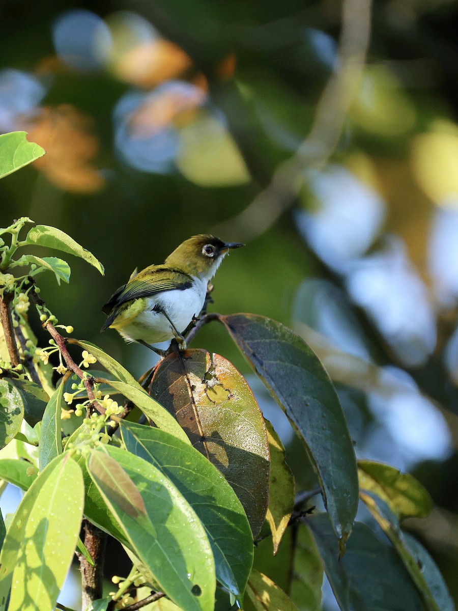 Cream-throated White-eye - ML644600359