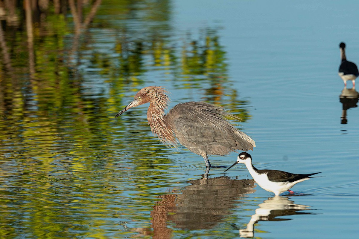 Reddish Egret - ML644600363