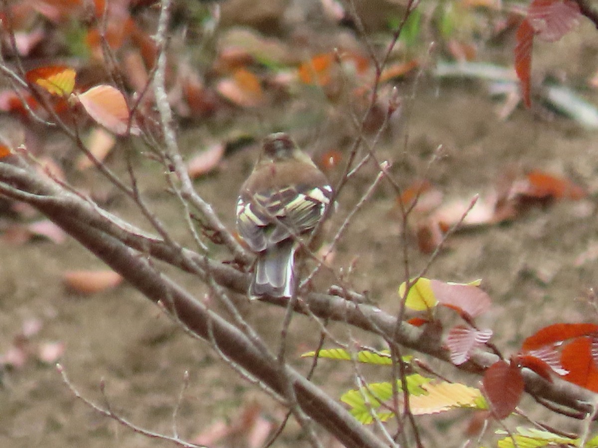 Зяблик - ML644600366