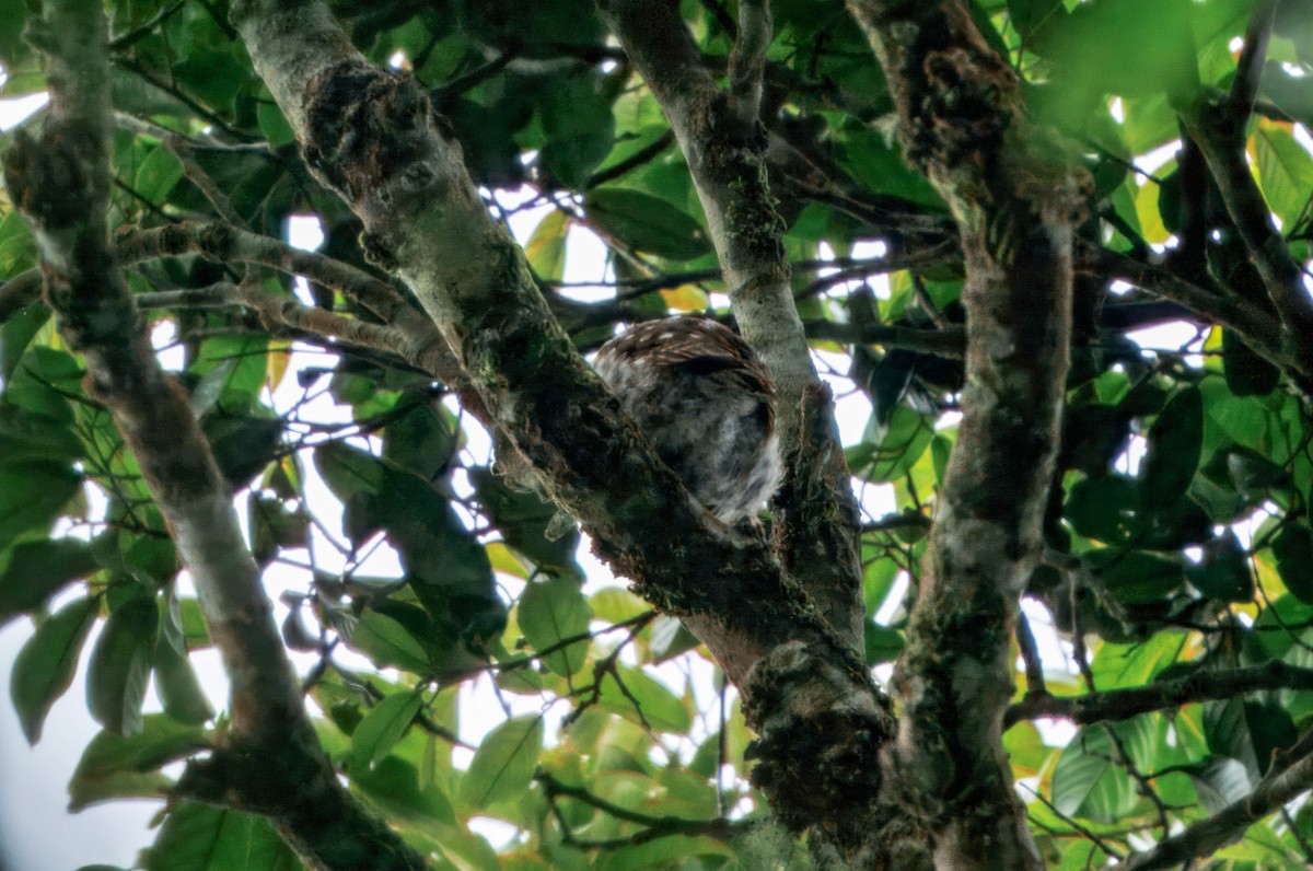 Sunda Owlet - ML644600368