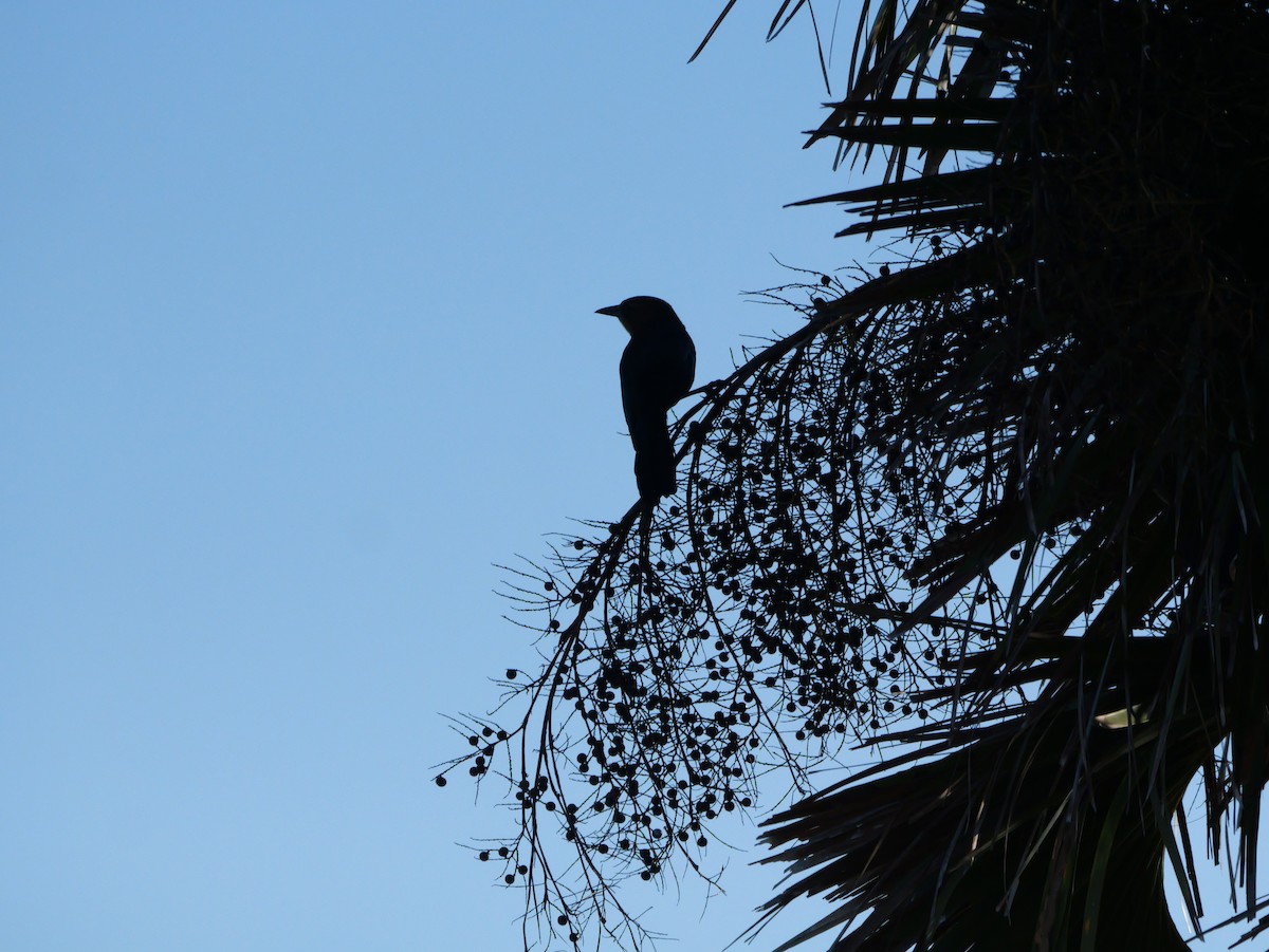 båtstjerttrupial - ML644600369