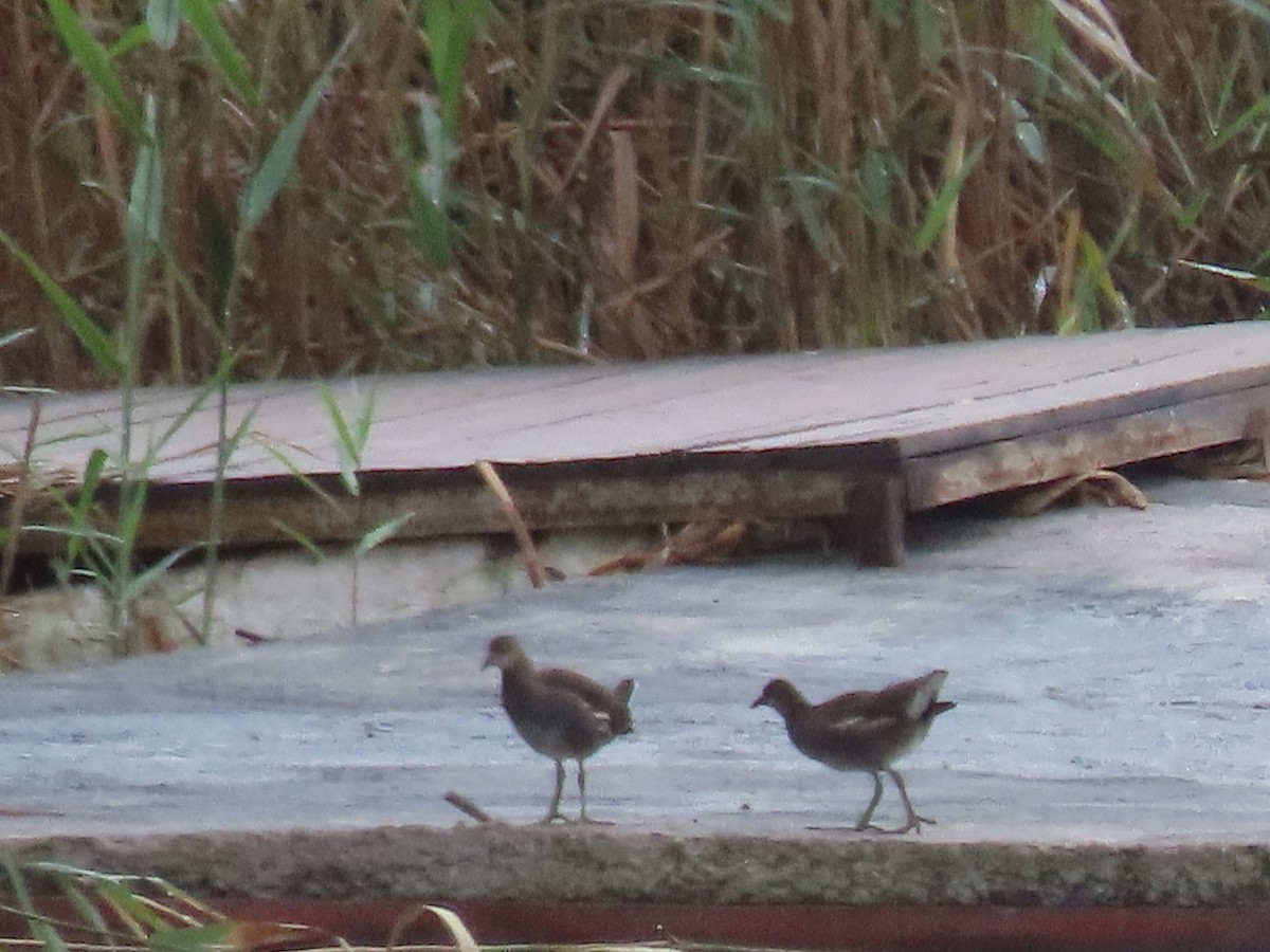 Eurasian Moorhen - ML644600375