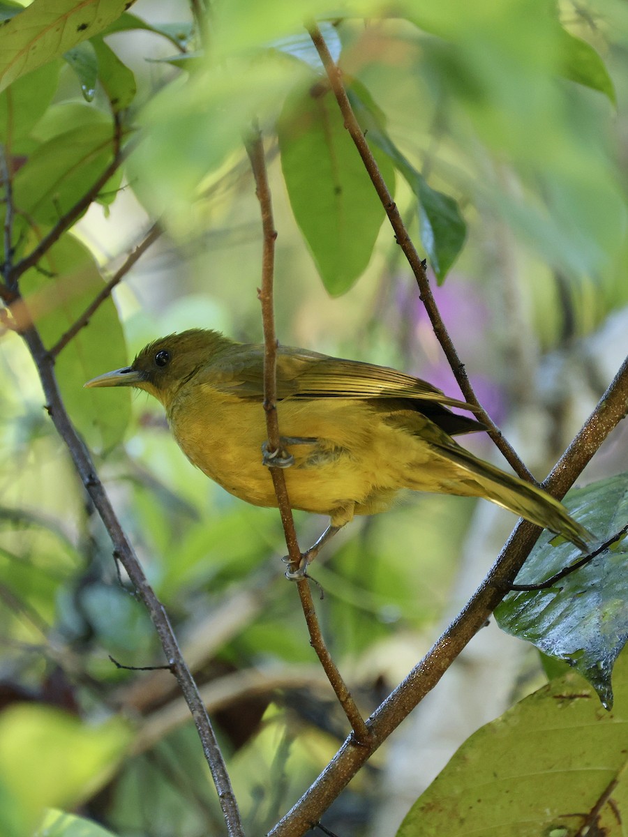 Bulbul d'Halmahera - ML644600380