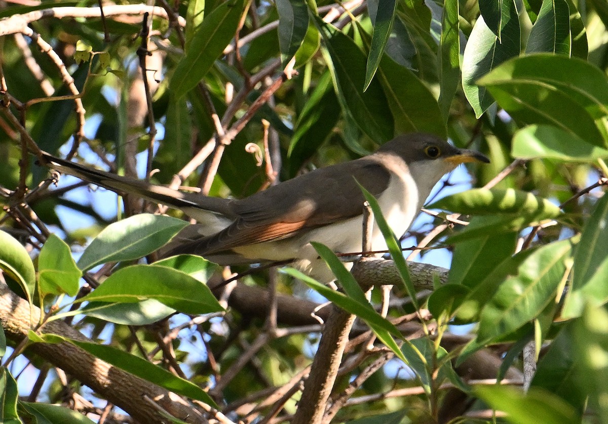 קוקיה צהובת-מקור - ML644600383