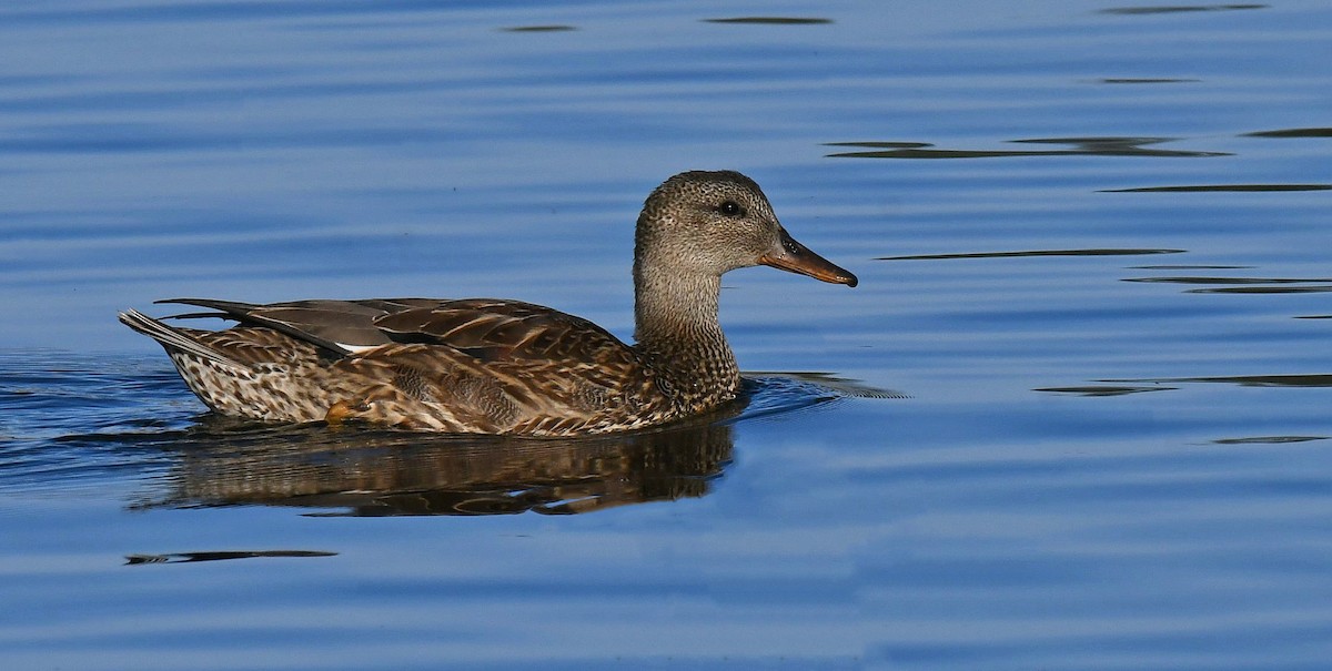 Gadwall - ML644600393