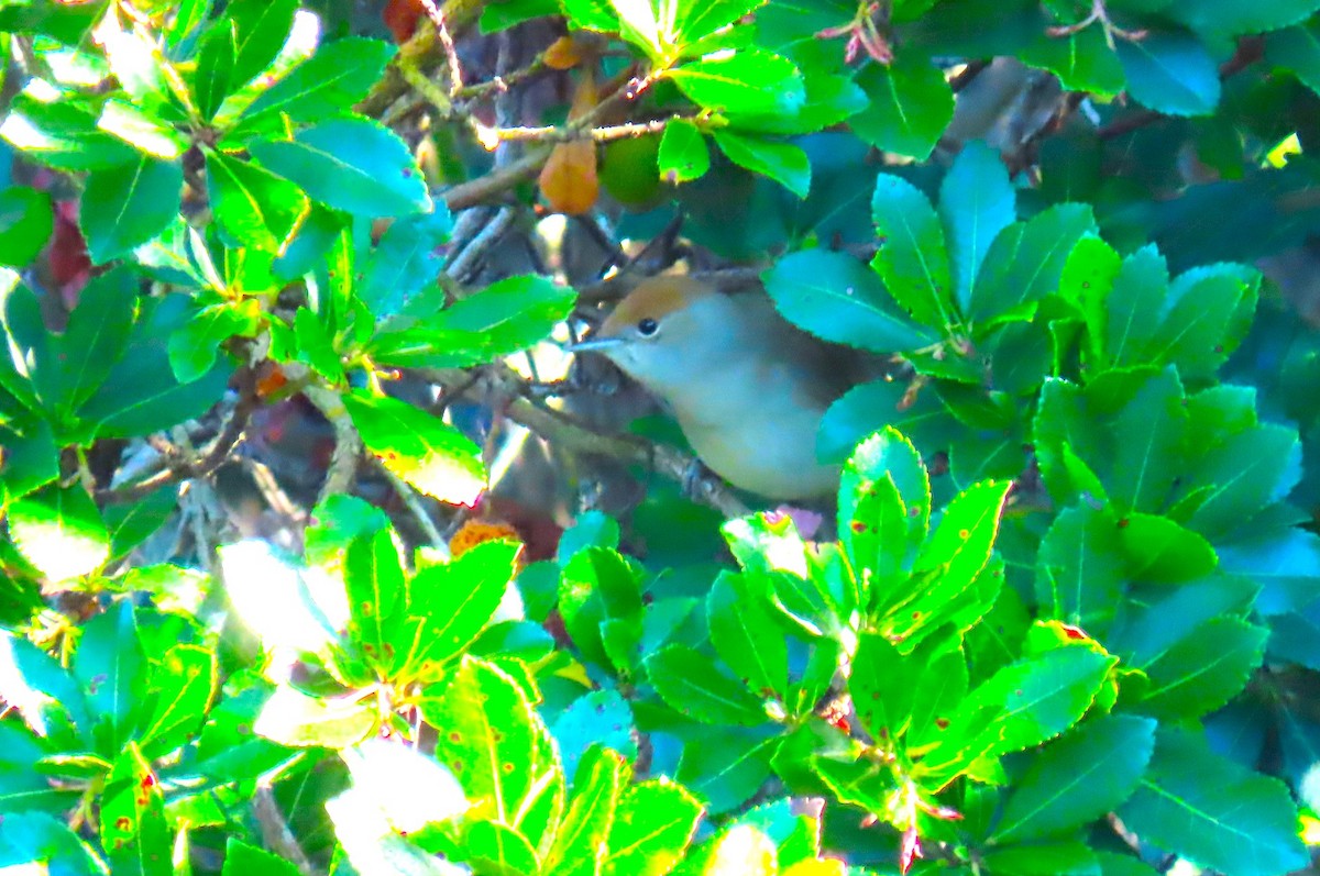 Eurasian Blackcap - ML644600397