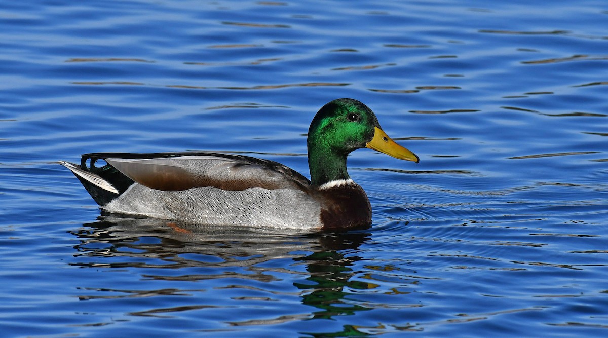 Mallard - ML644600405