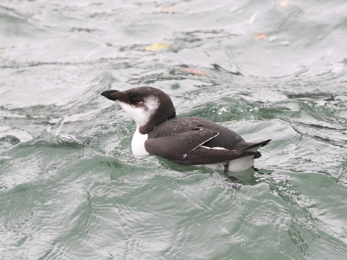 Razorbill - ML644600407