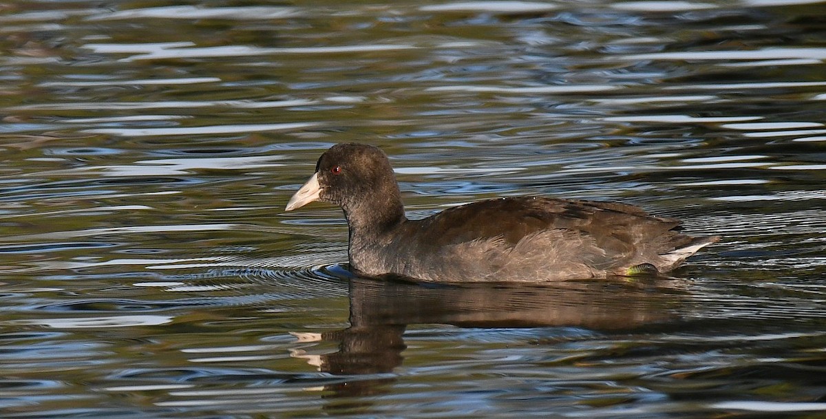 American Coot - ML644600411
