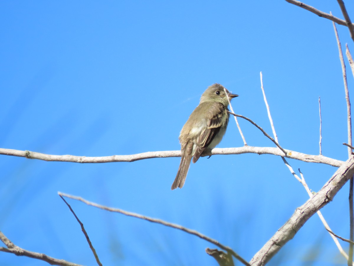 Hellbauch-Schnäppertyrann - ML644600415