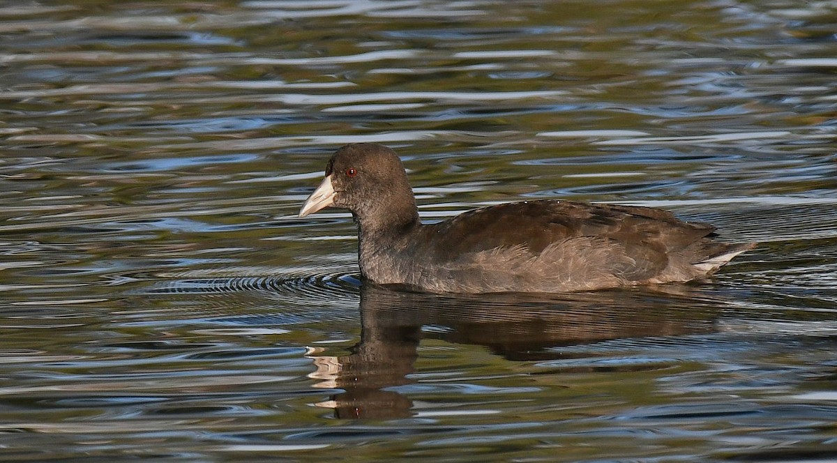 American Coot - ML644600416