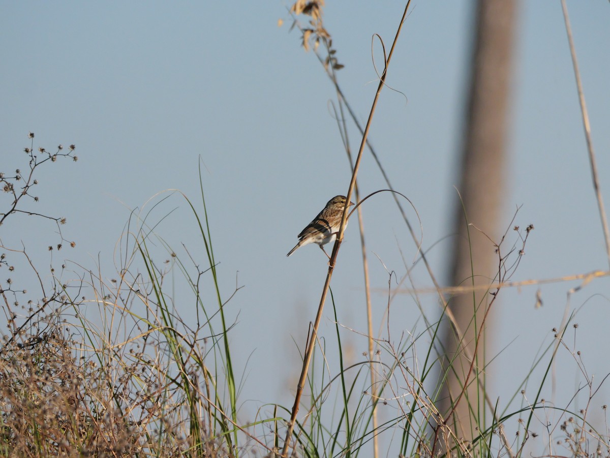 strnadec luční [skupina sandwichensis] - ML644600425