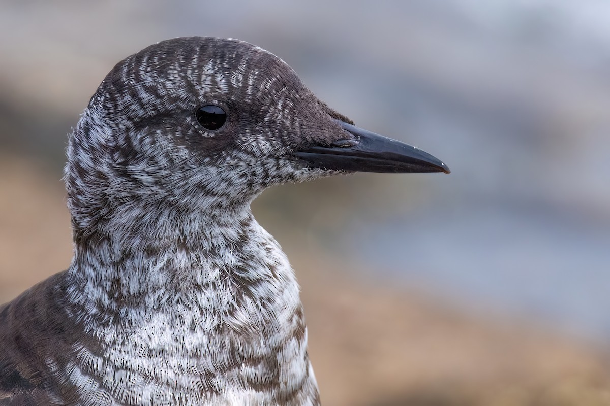 אוריה שחורה - ML644600433