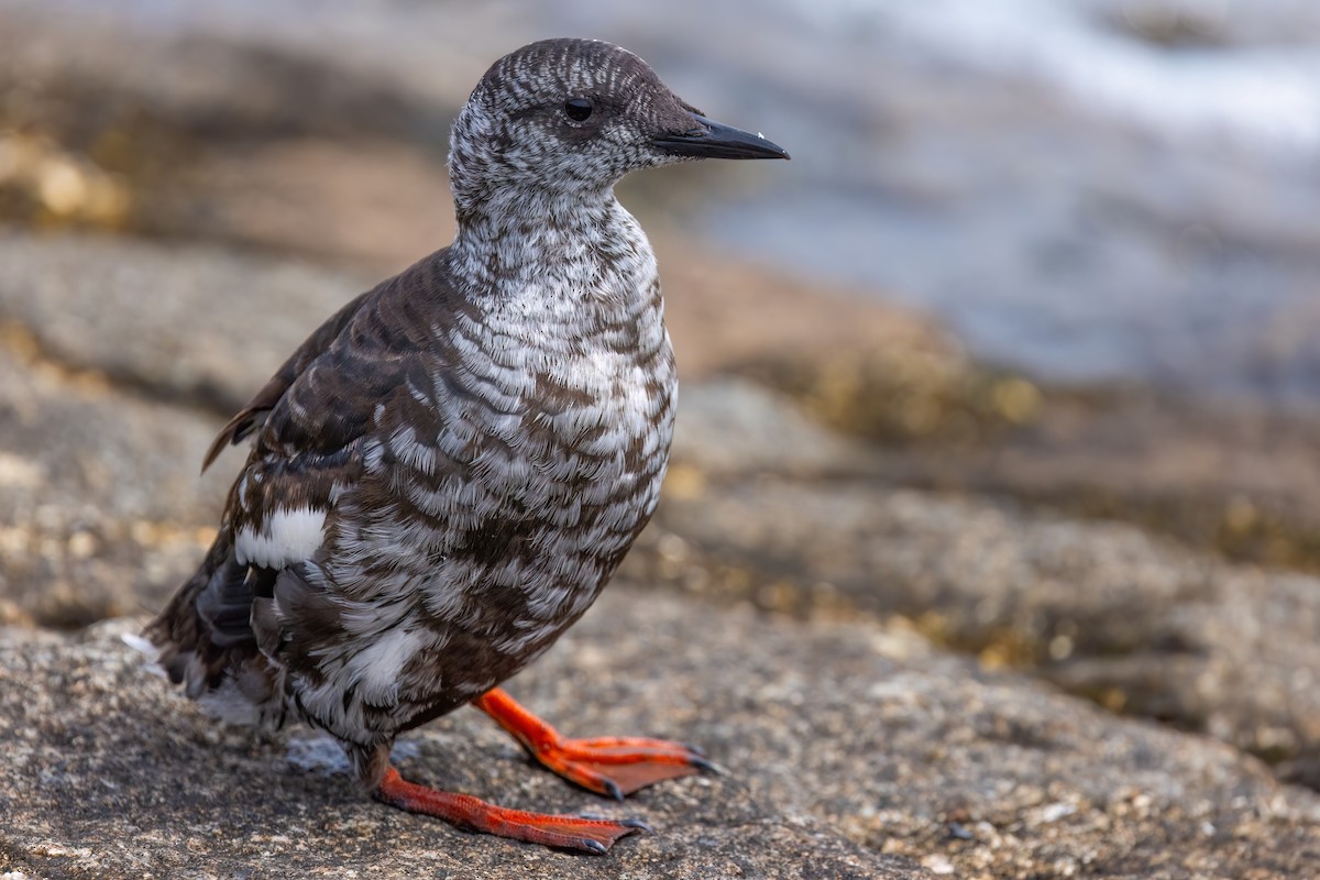 אוריה שחורה - ML644600434