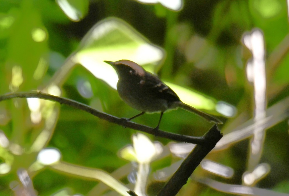 Fuscous Flycatcher (Fuscous) - ML644600436