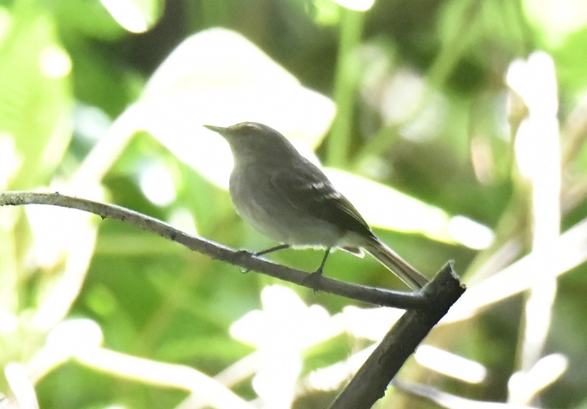Fuscous Flycatcher (Fuscous) - ML644600437
