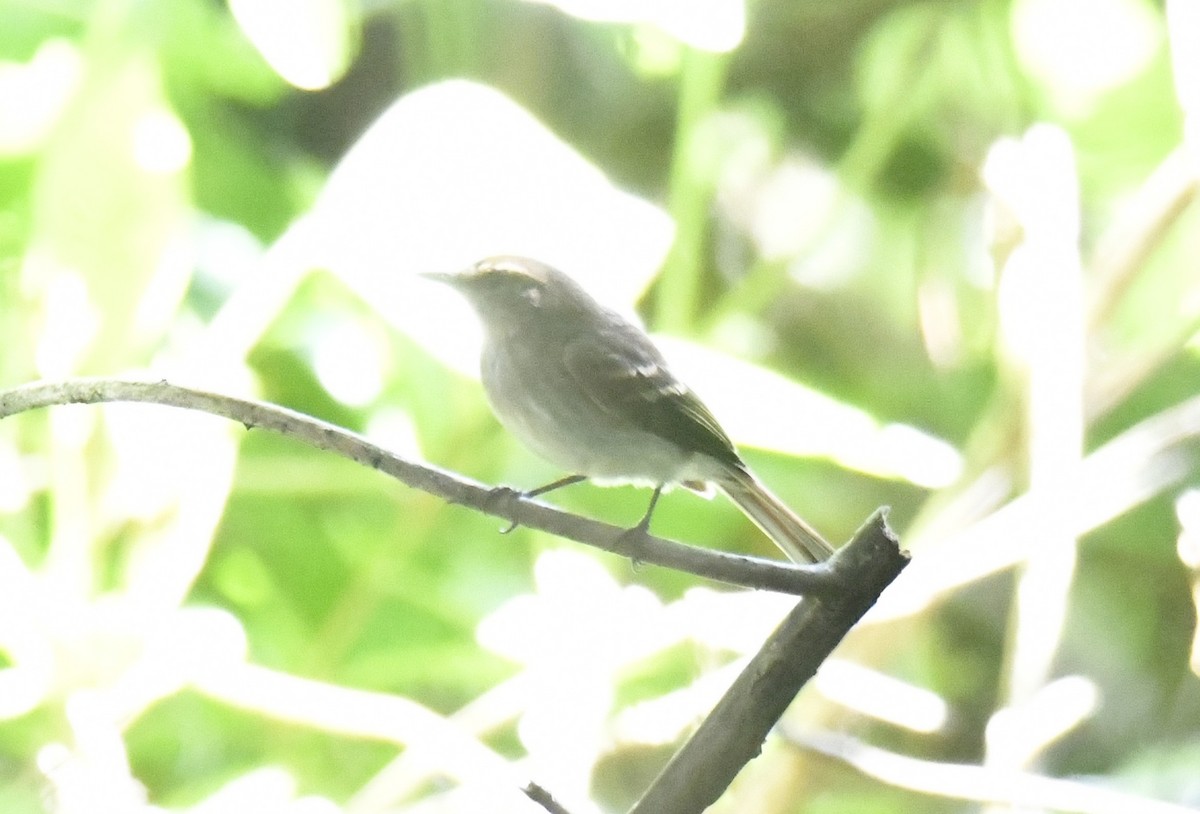 Fuscous Flycatcher (Fuscous) - ML644600438