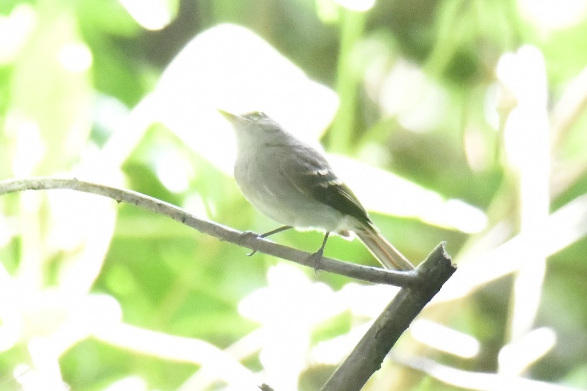 Fuscous Flycatcher (Fuscous) - ML644600439