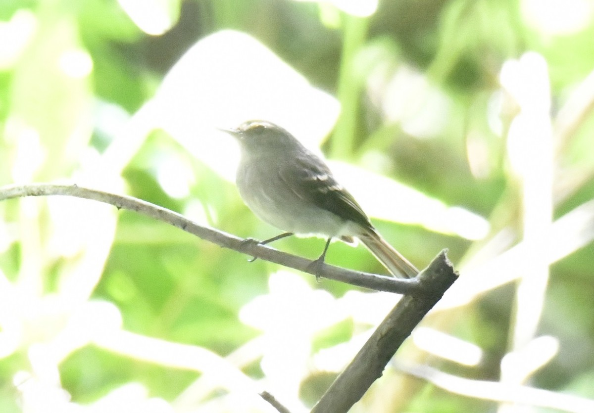 Fuscous Flycatcher (Fuscous) - ML644600440