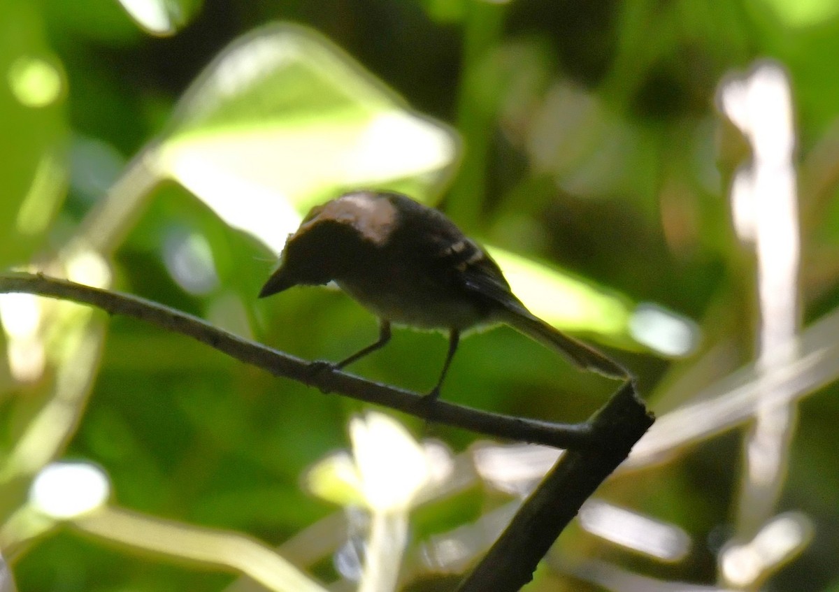 Fuscous Flycatcher (Fuscous) - ML644600441