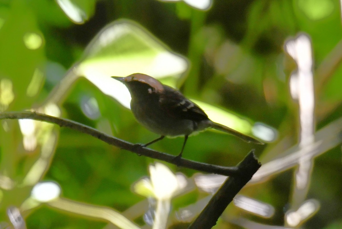 Fuscous Flycatcher (Fuscous) - ML644600442
