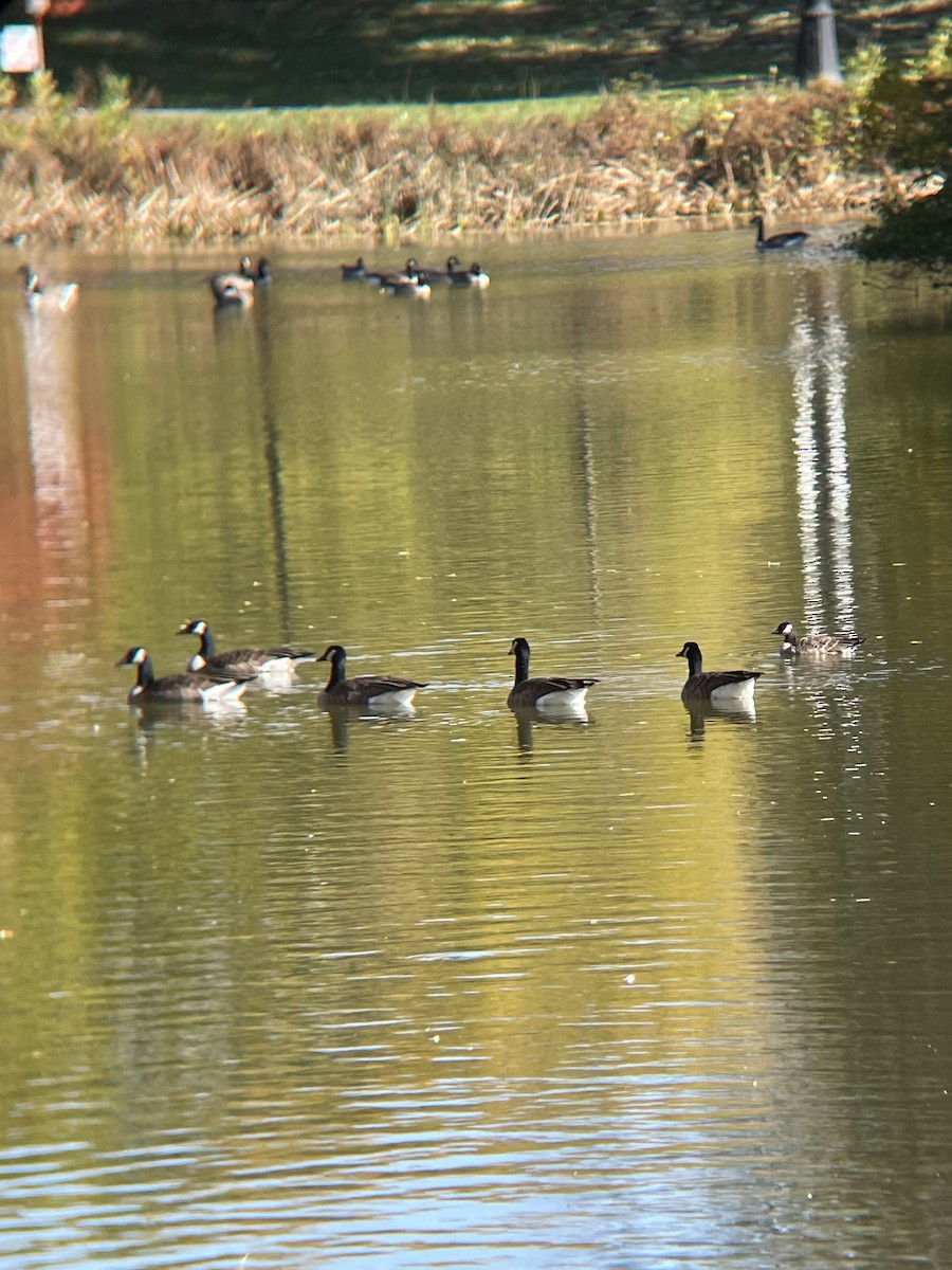 Cackling Goose - ML644600443