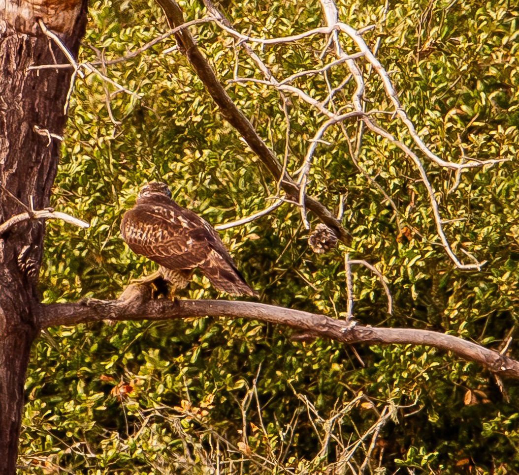 Poiana codarossa - ML644600462