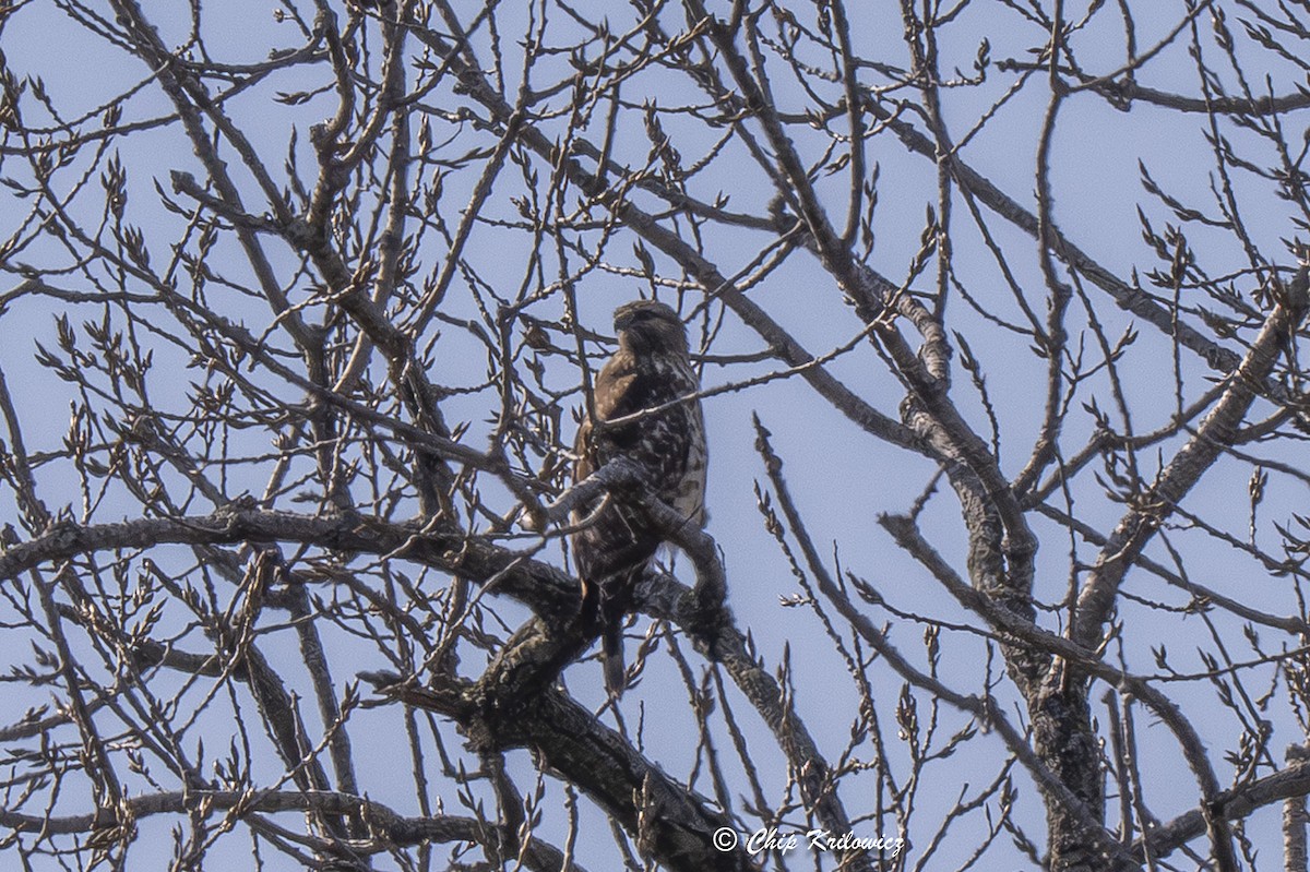 Red-shouldered Hawk - ML644600472