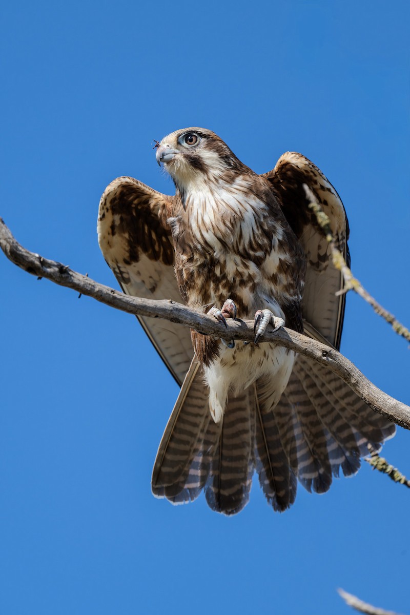 Brown Falcon - ML644600478