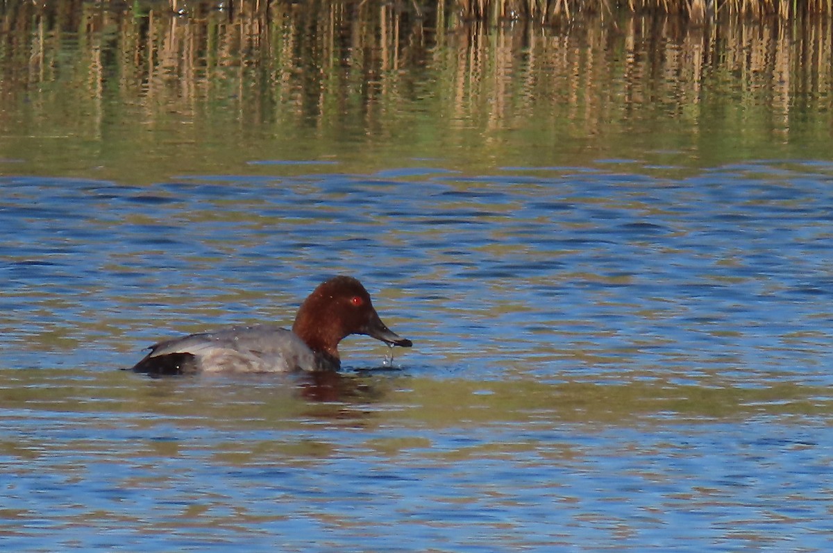 Common Pochard - ML644600480