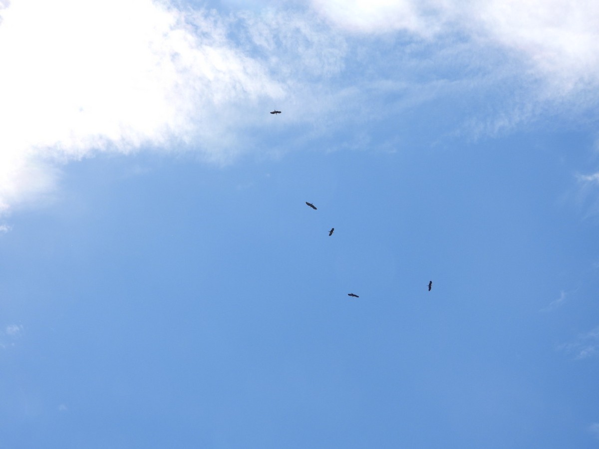 volavka bělokrká - ML644600481