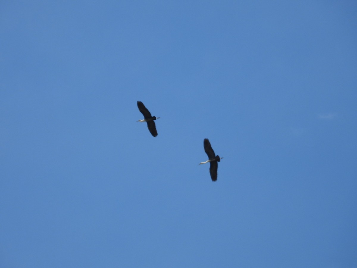 volavka bělokrká - ML644600482