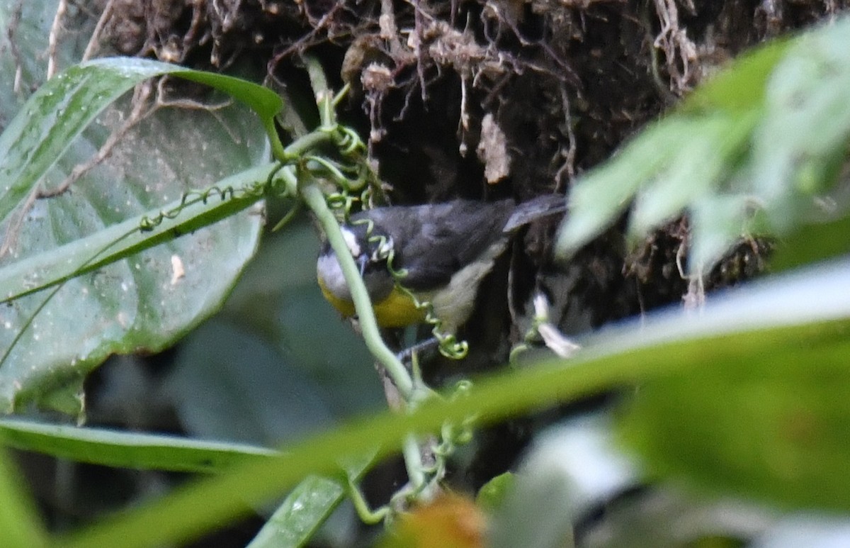 Sucrier à ventre jaune (groupe luteola) - ML644600483