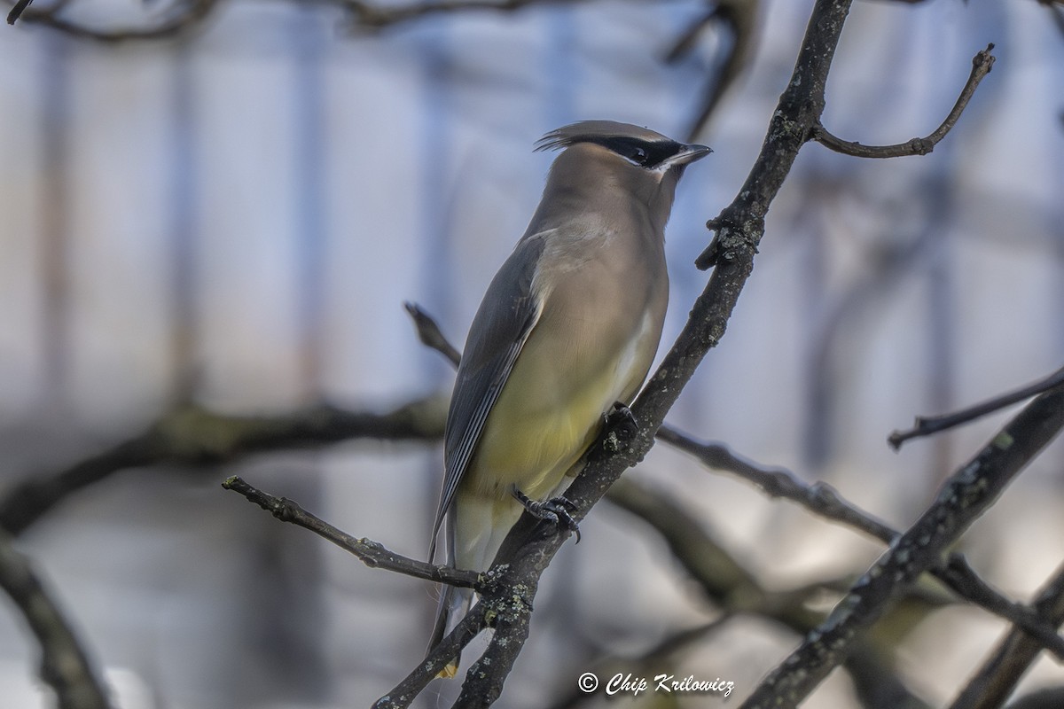 Cedar Waxwing - ML644600484