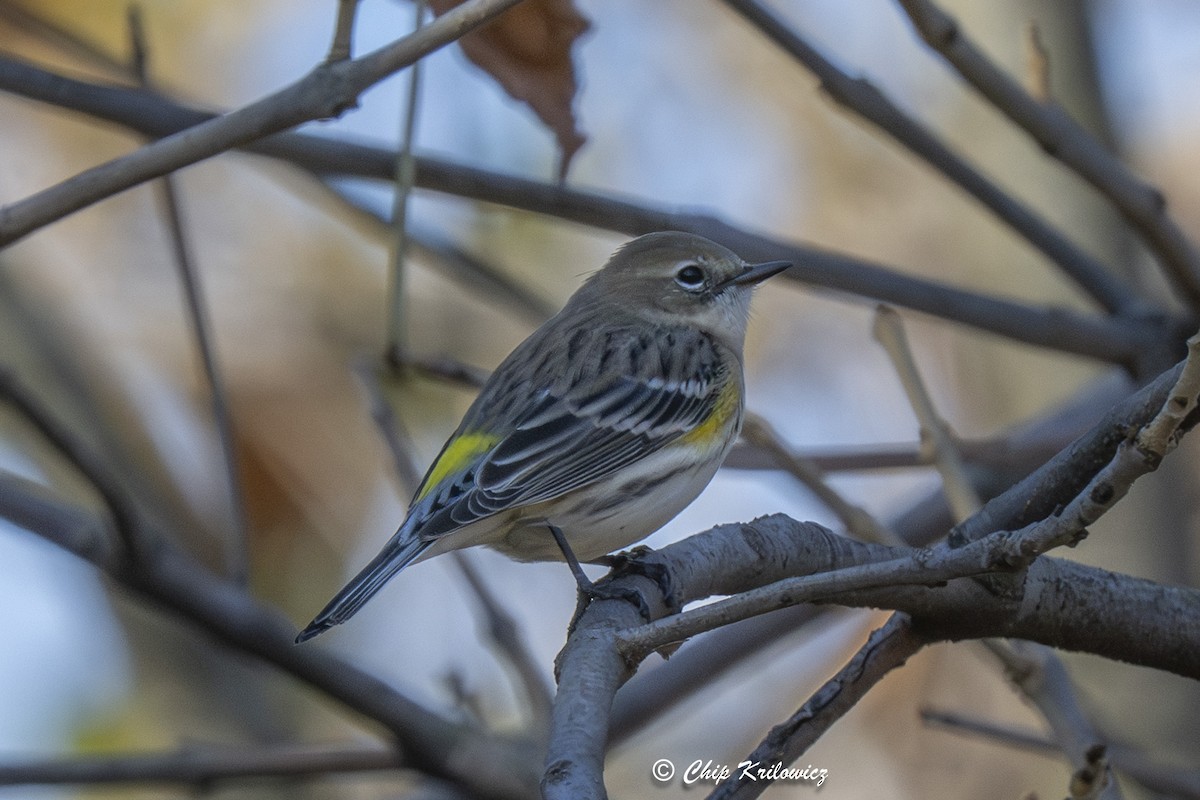 Yellow-rumped Warbler - ML644600490