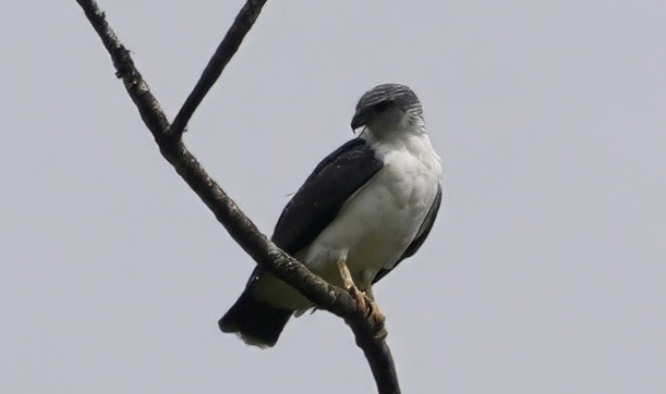 ecuadorvåk - ML644600491