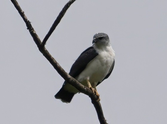 ecuadorvåk - ML644600492