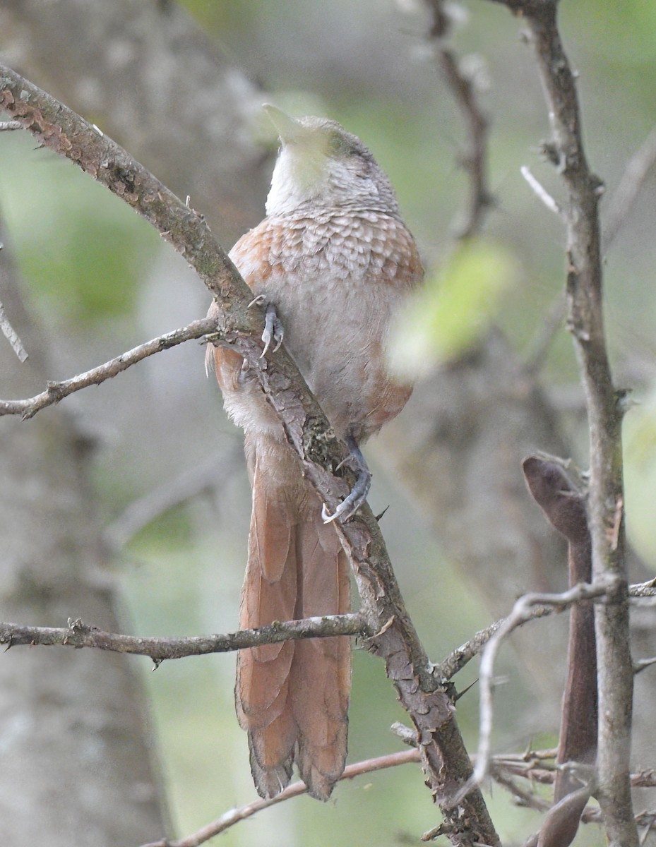 Chestnut-backed Thornbird - ML644600496
