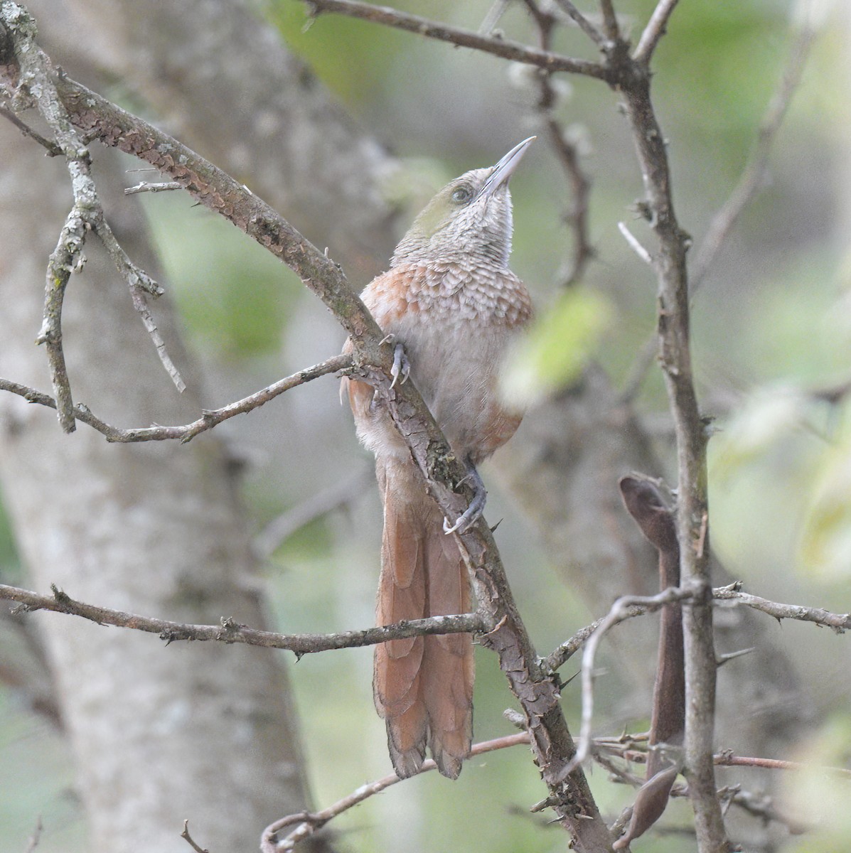 Chestnut-backed Thornbird - ML644600497