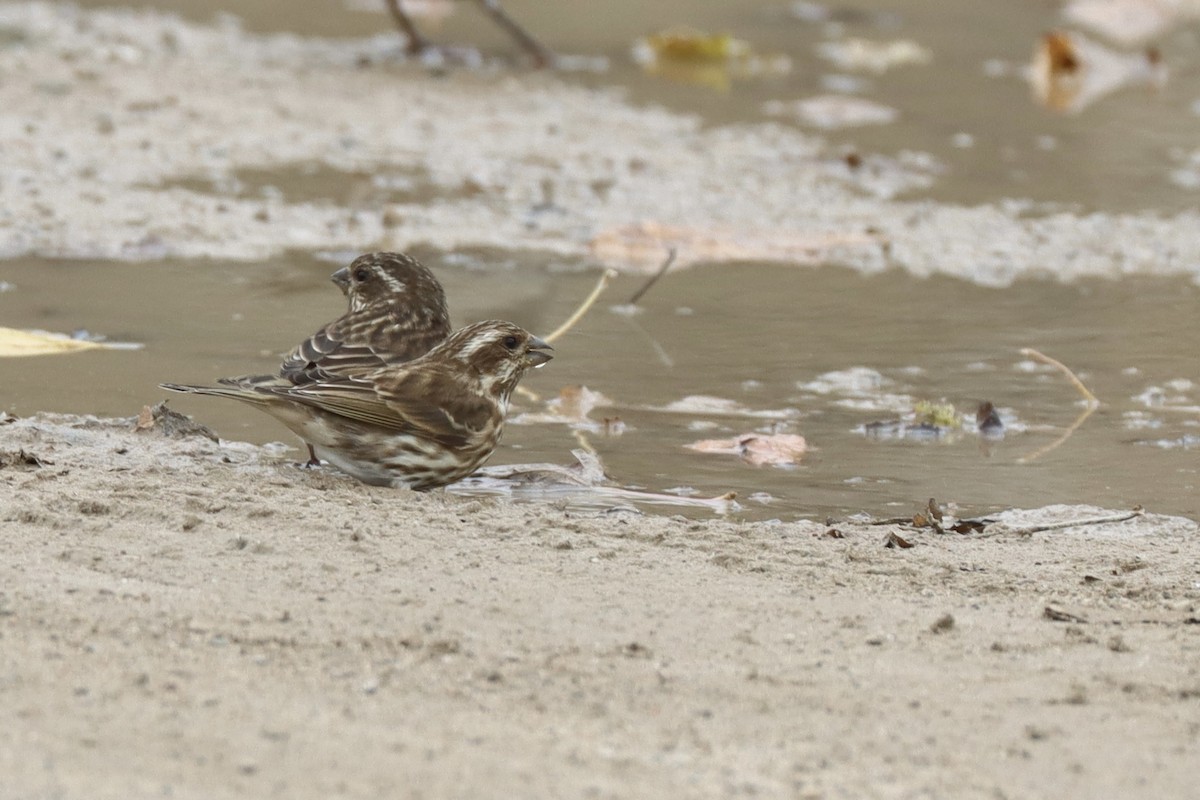 hýl nachový - ML644600505