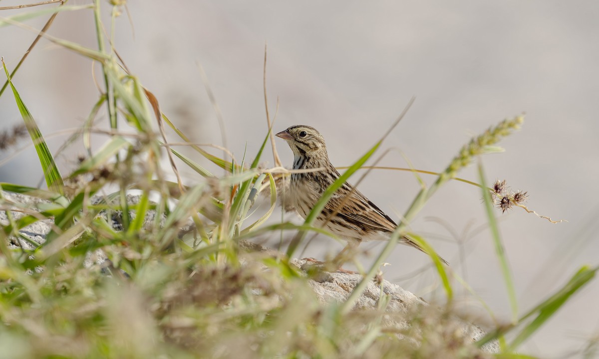 strnadec luční - ML644600511