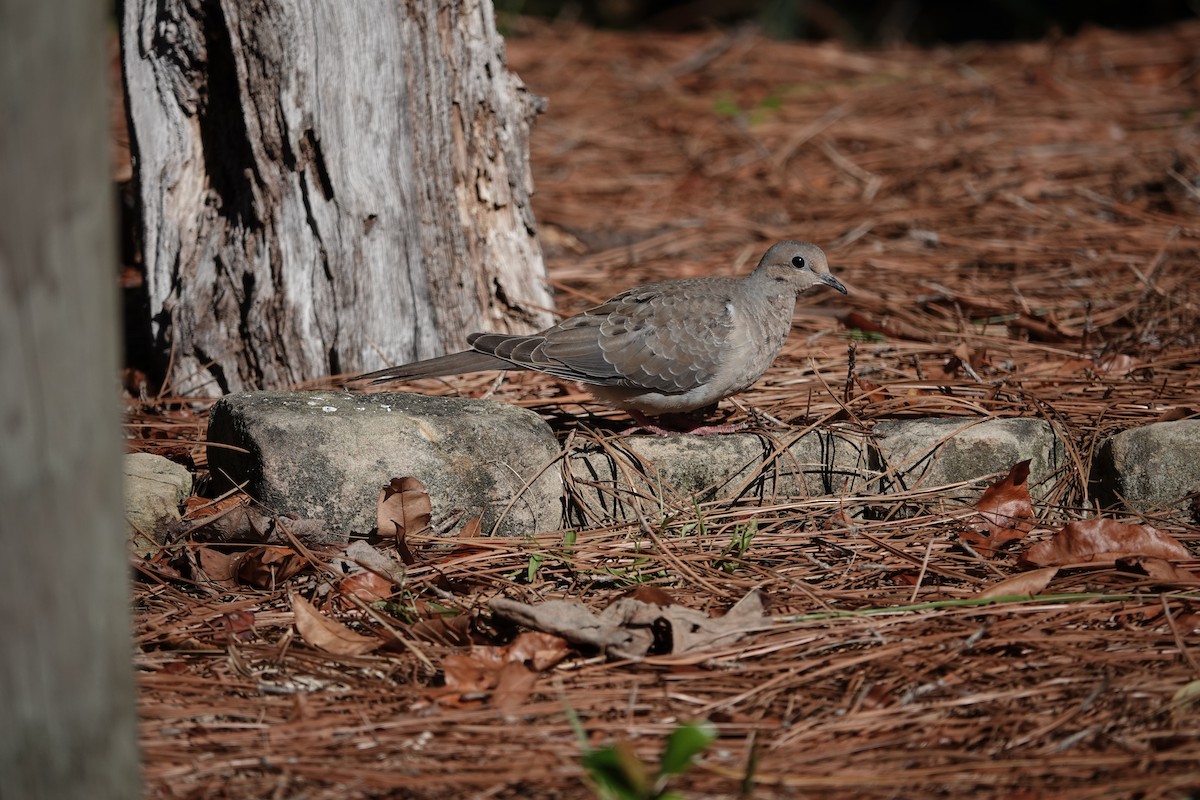 ナゲキバト - ML644600514