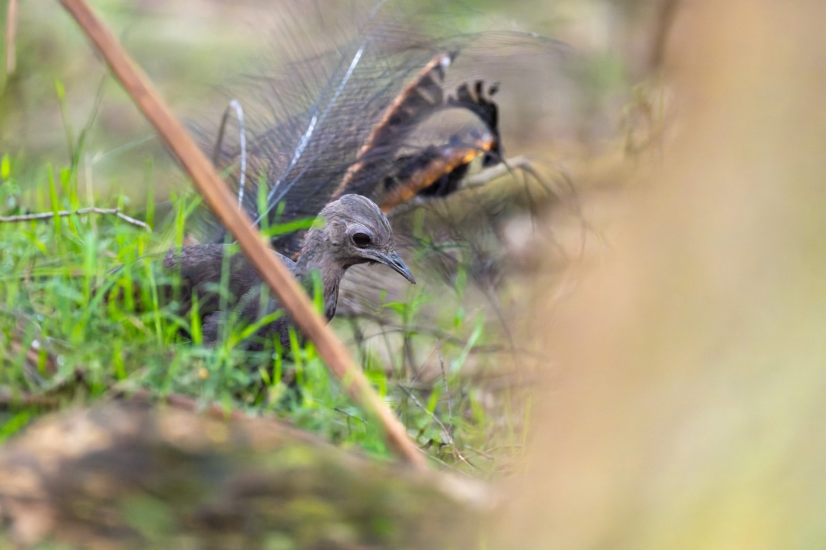 Ménure superbe - ML644600519