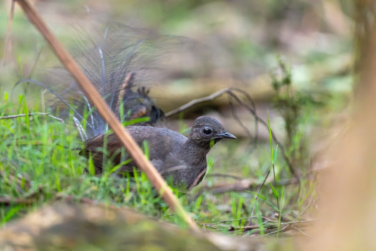 Ménure superbe - ML644600520