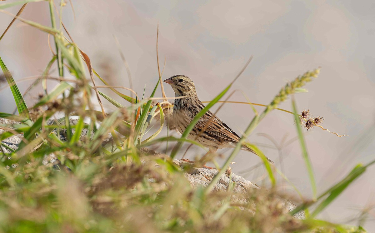 strnadec luční - ML644600524