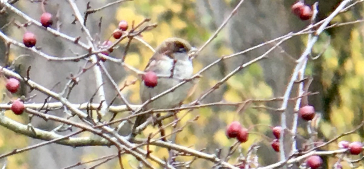 家麻雀 - ML644600529