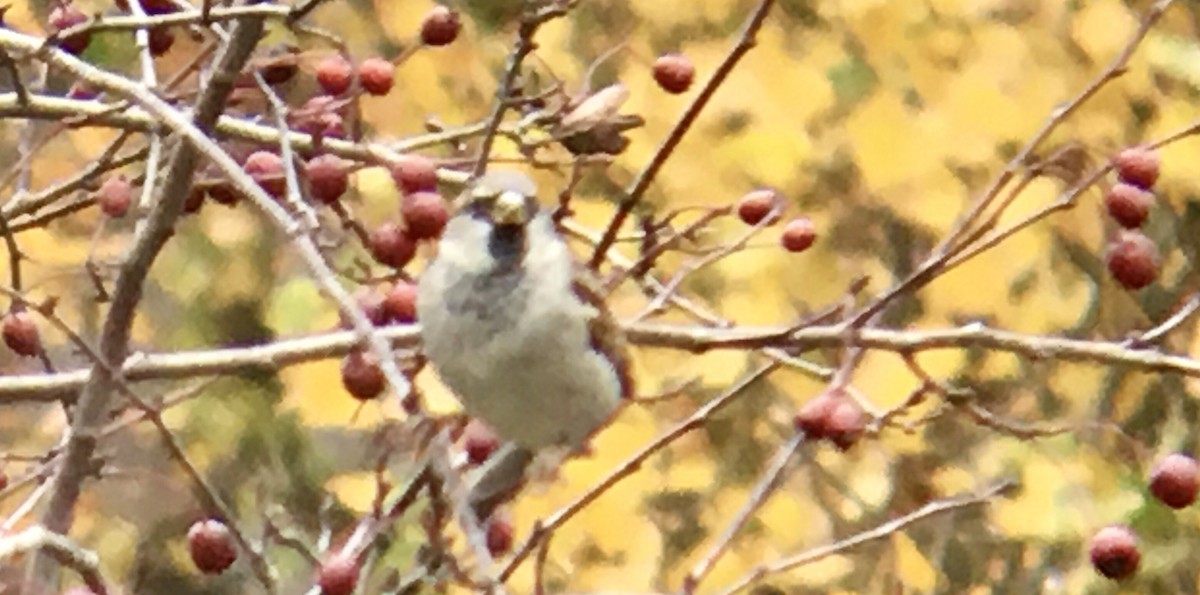 家麻雀 - ML644600531